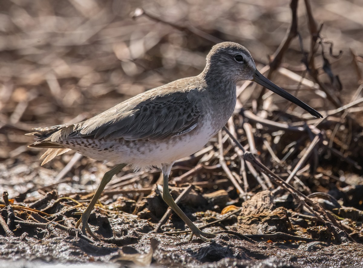 Long-billed Dowitcher - ML615560747
