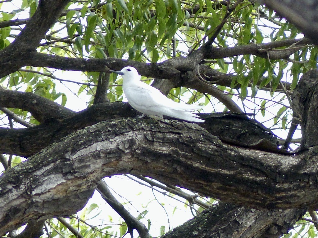 White Tern (Pacific) - ML615560919
