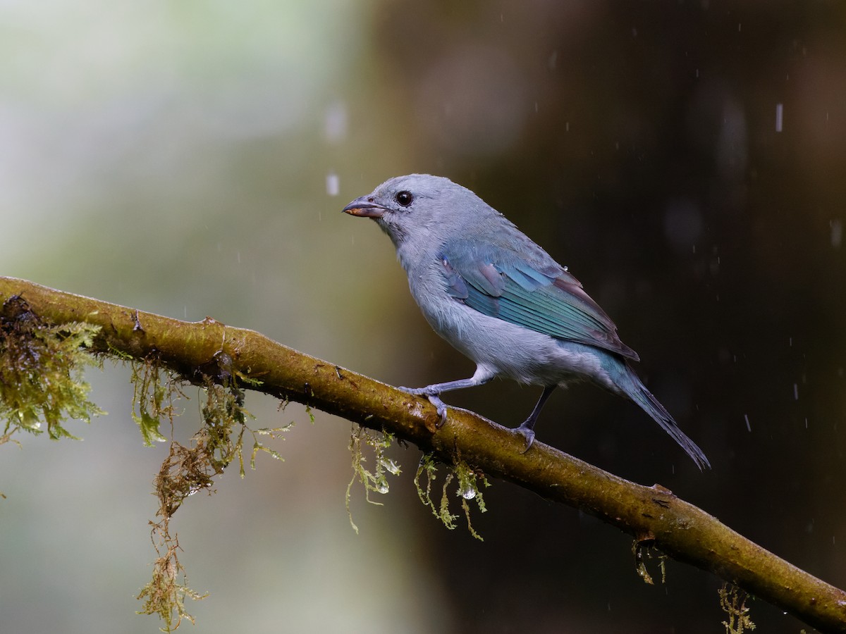Blue-gray Tanager (Blue-gray) - ML615560979