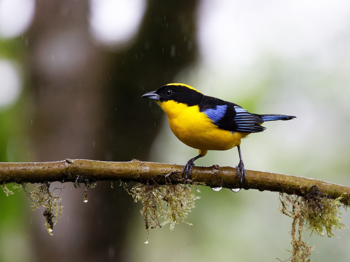 Blue-winged Mountain Tanager (Blue-winged) - Dina Perry