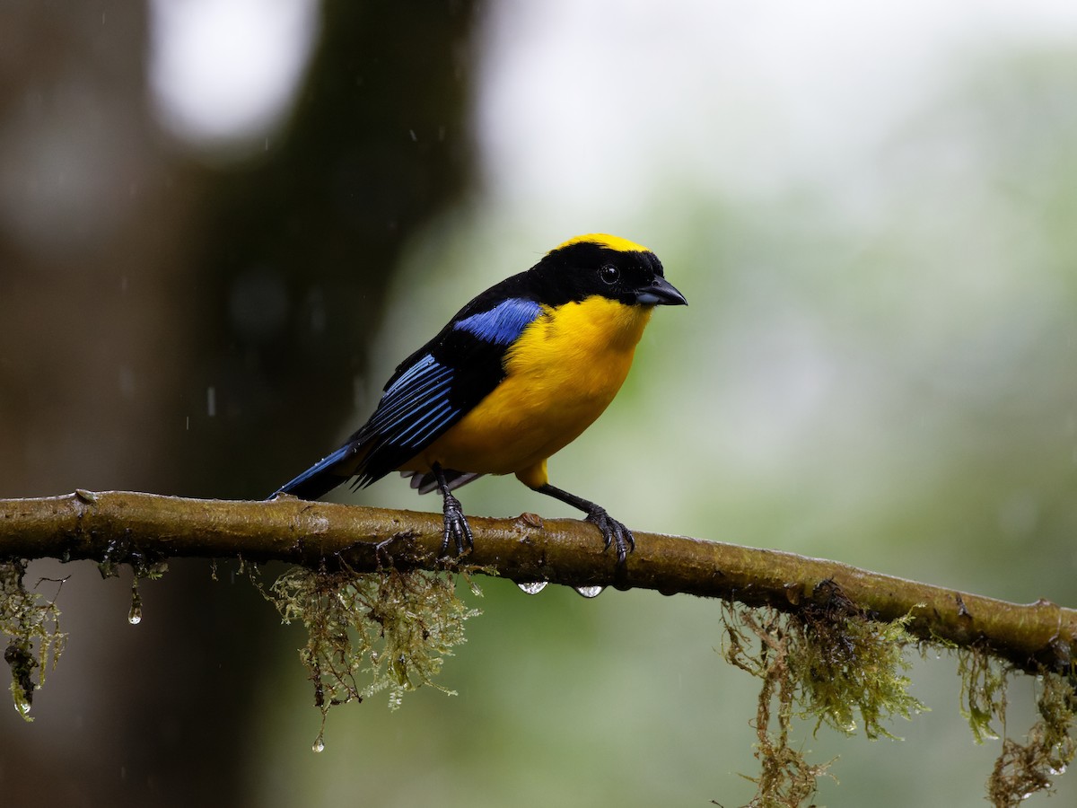 Blue-winged Mountain Tanager (Blue-winged) - ML615560982