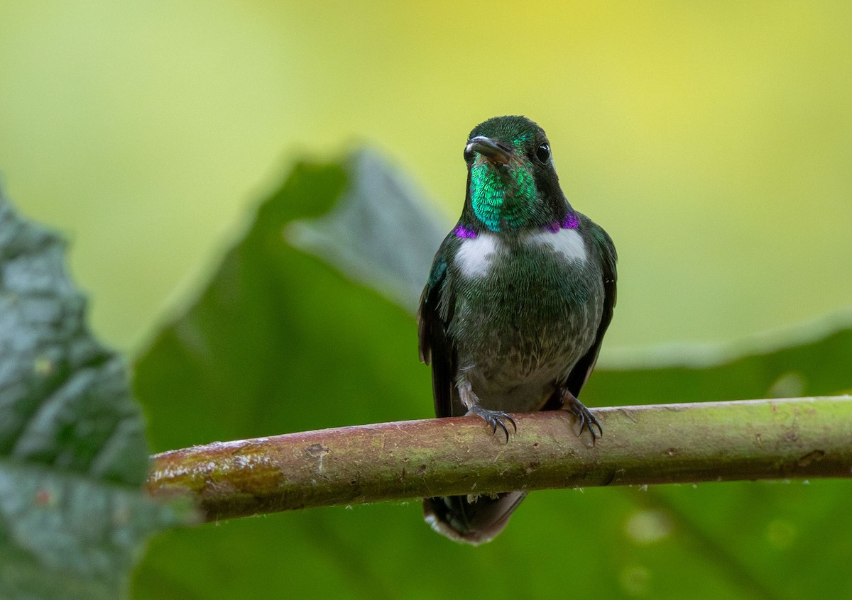 kolibřík klínozobý - ML615561038