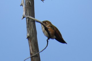 Rufous Hummingbird, ML61556111