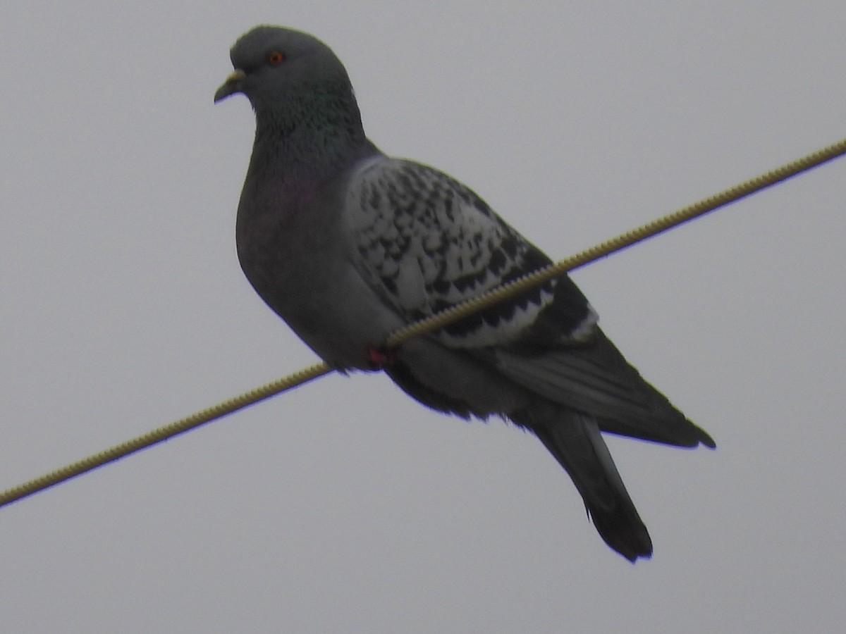 Rock Pigeon (Feral Pigeon) - ML615561309