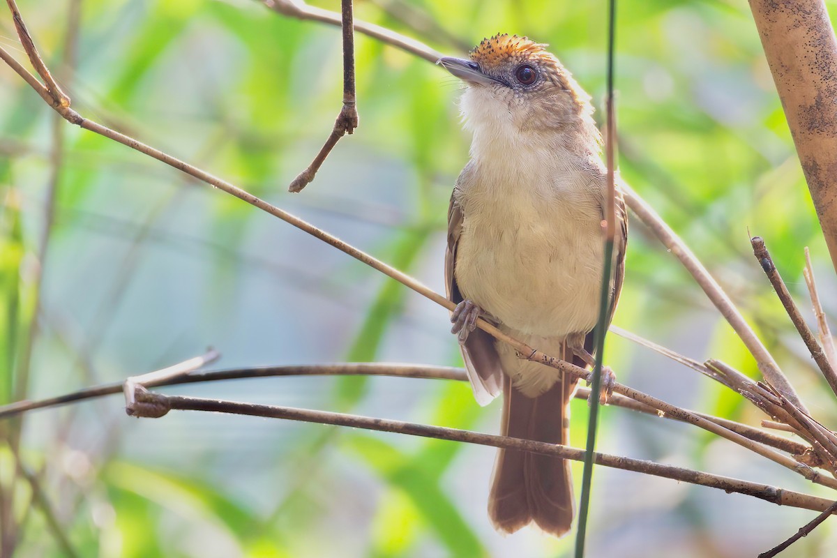 Scaly-crowned Babbler - ML615561370