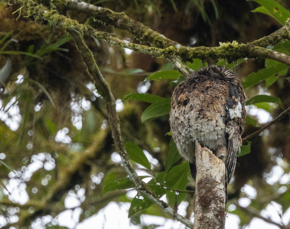 Andean Potoo - ML615561395