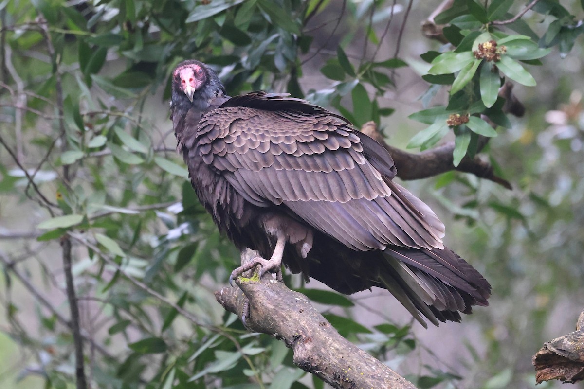 Turkey Vulture - ML615561412
