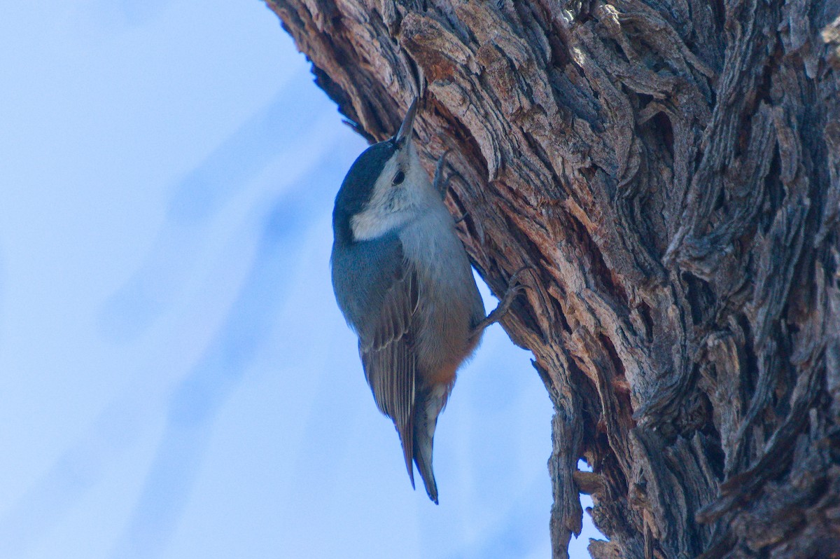 White-breasted Nuthatch (Interior West) - ML615561434