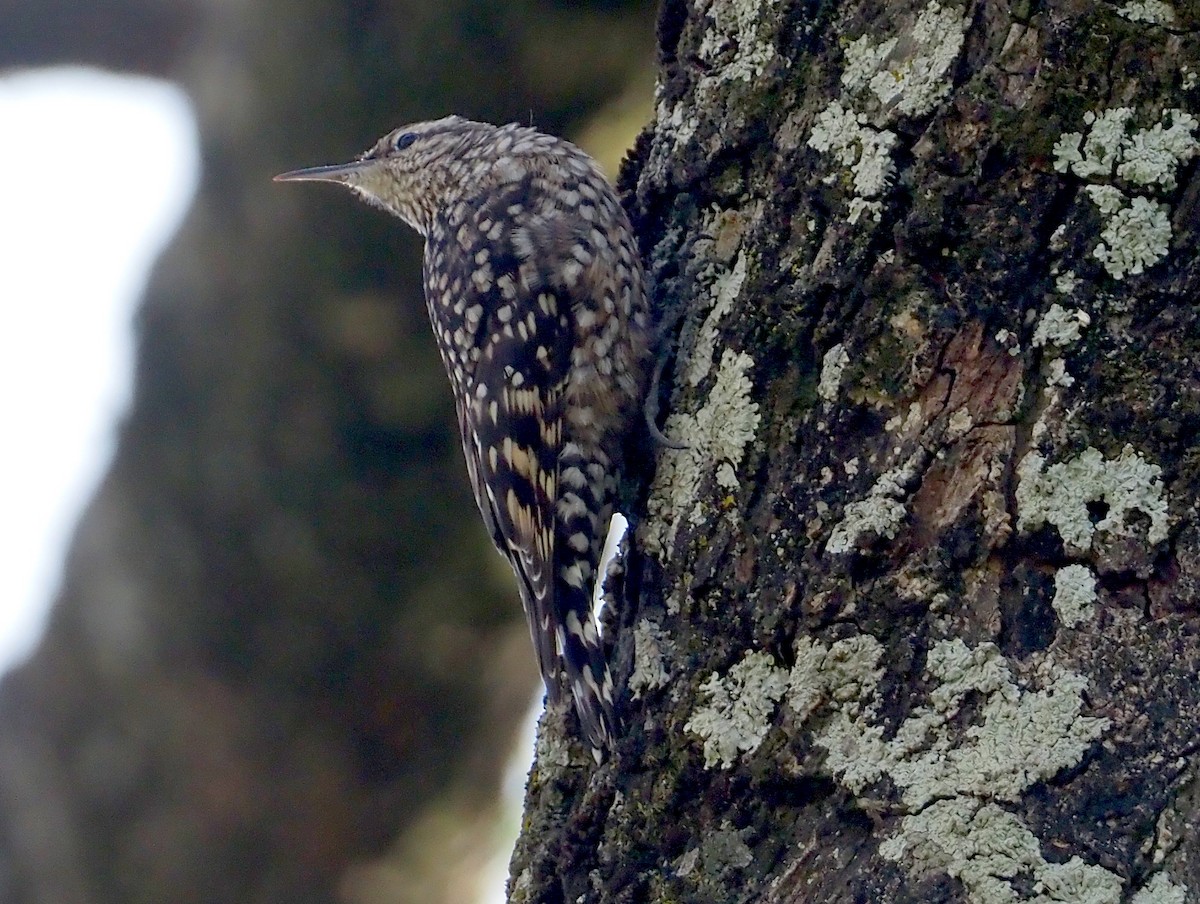 African Spotted Creeper - Stephan Lorenz