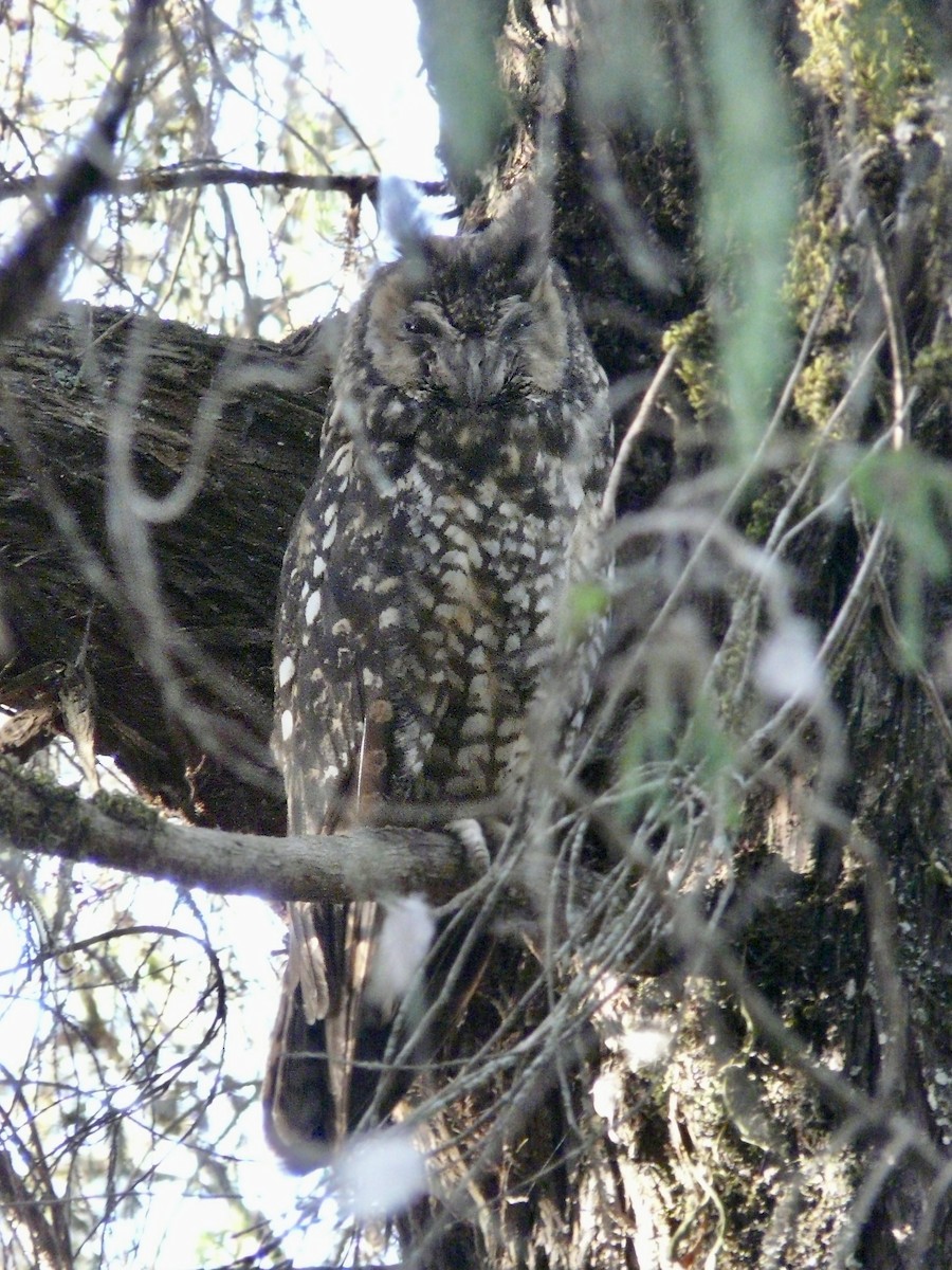 Abyssinian Owl - ML615561520