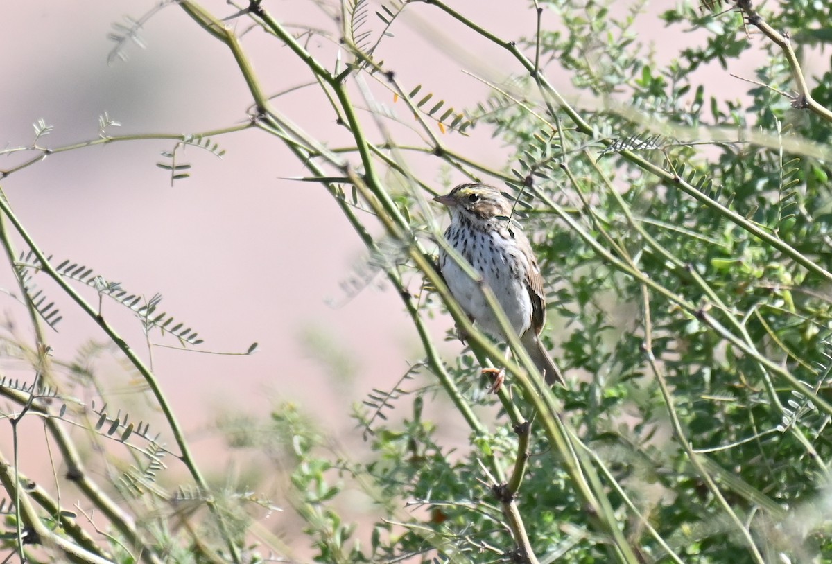 Savannah Sparrow (Savannah) - ML615561574