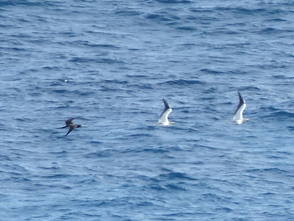 Brown Booby (Forster's) - ML615561614