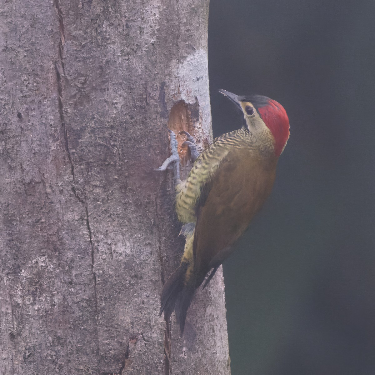 Golden-olive Woodpecker (rubripileus) - ML615561655