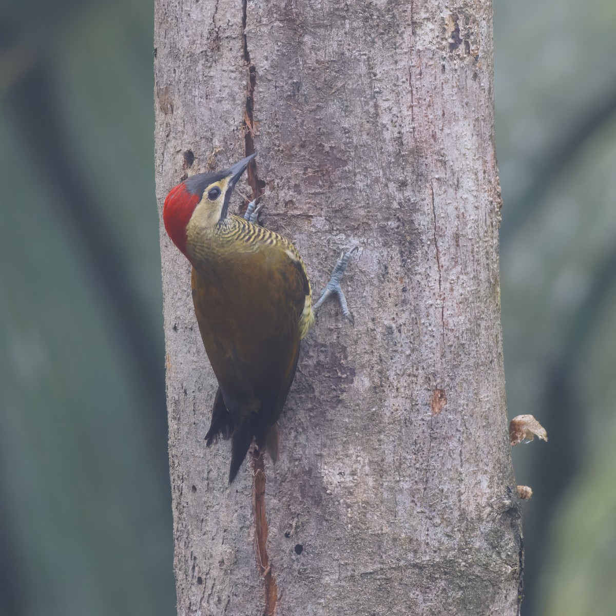Golden-olive Woodpecker (rubripileus) - ML615561656
