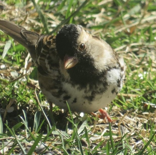 Harris's Sparrow - DJ Bird