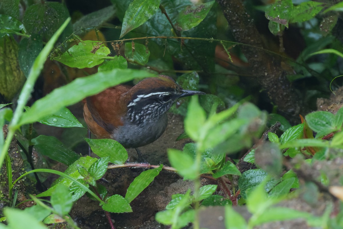 Gray-breasted Wood-Wren (Andean) - ML615561933