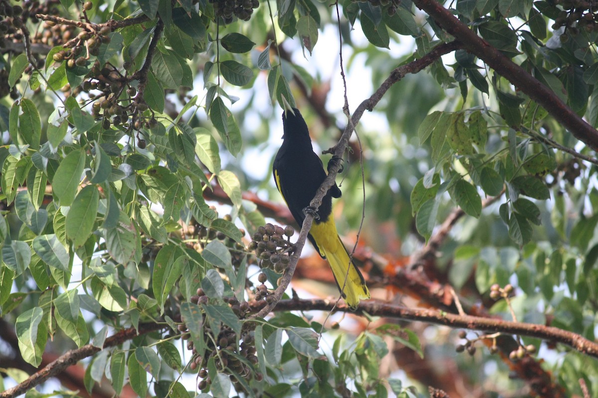 Yellow-winged Cacique - ML615561988