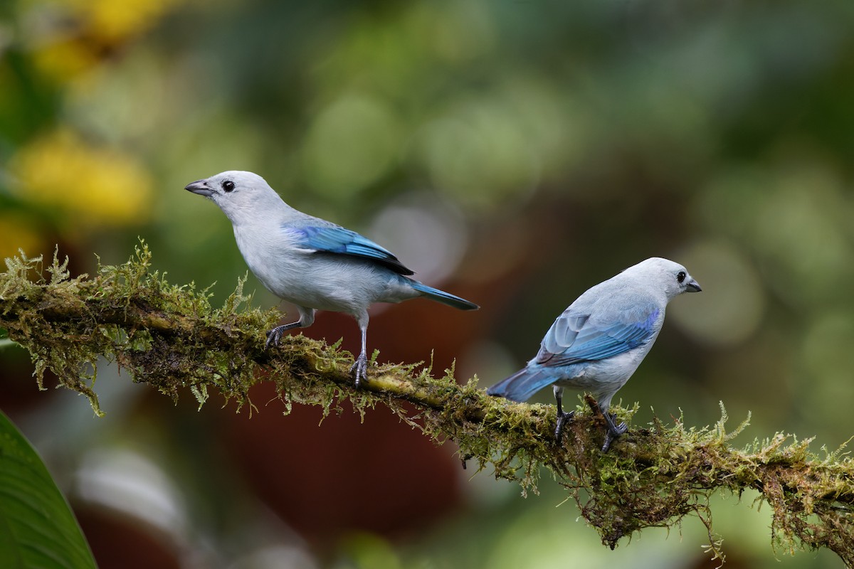 Blue-gray Tanager (Blue-gray) - ML615562024