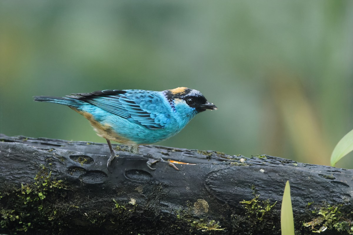 Golden-naped Tanager (Golden-naped) - ML615562079