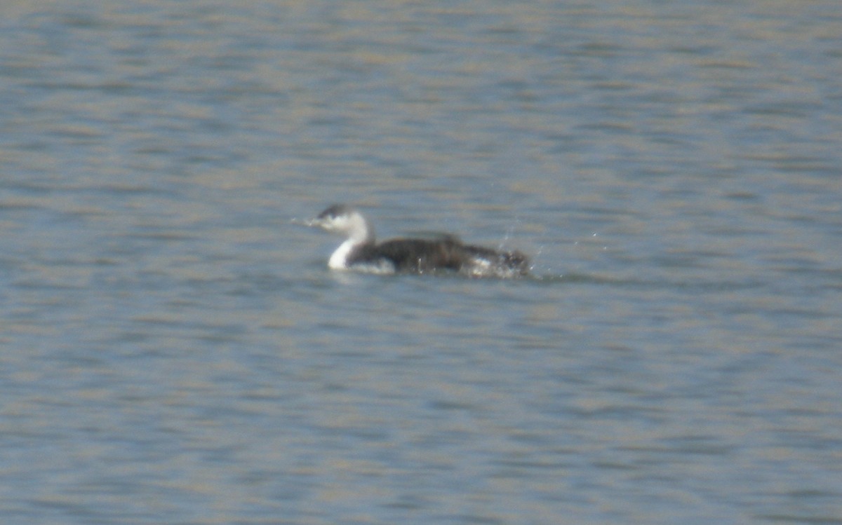 Red-throated Loon - ML615562216