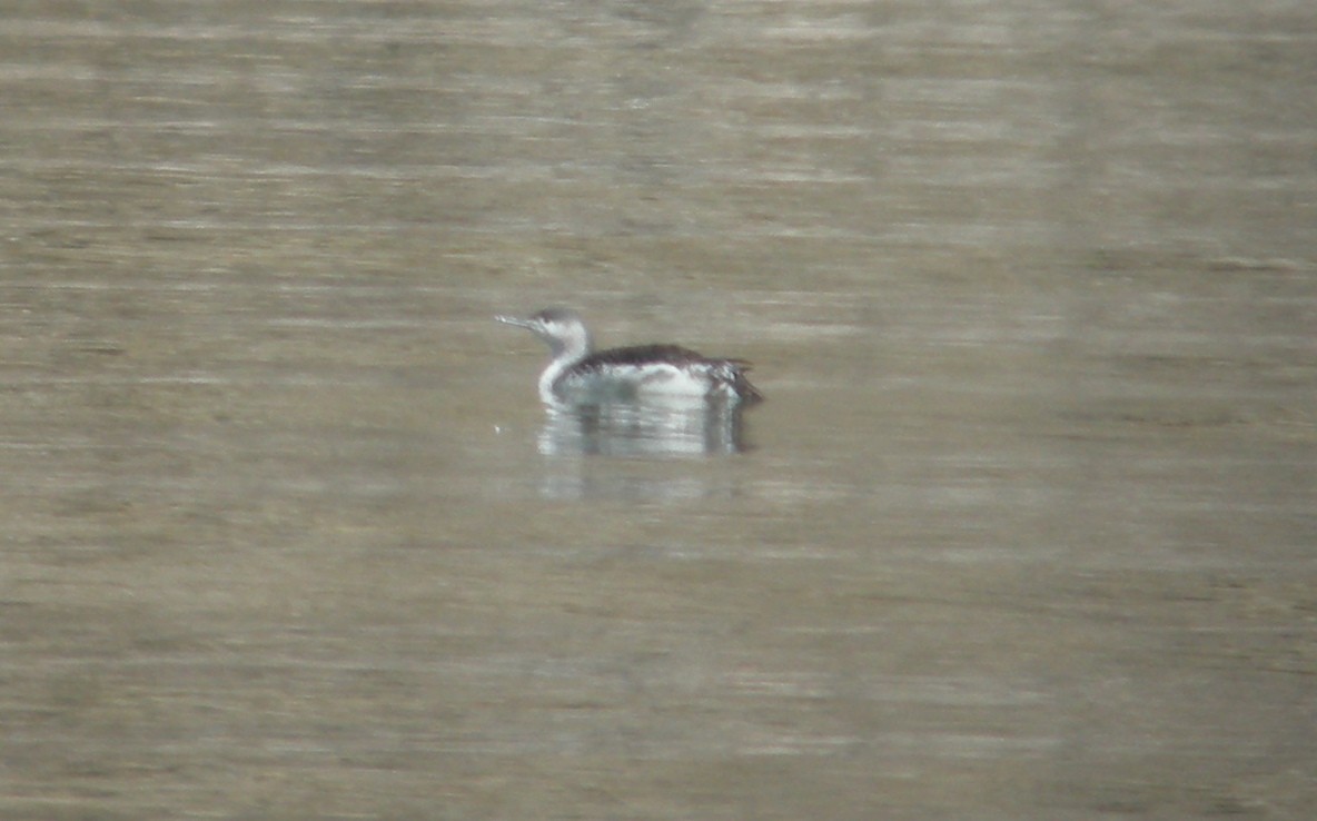 Red-throated Loon - ML615562219
