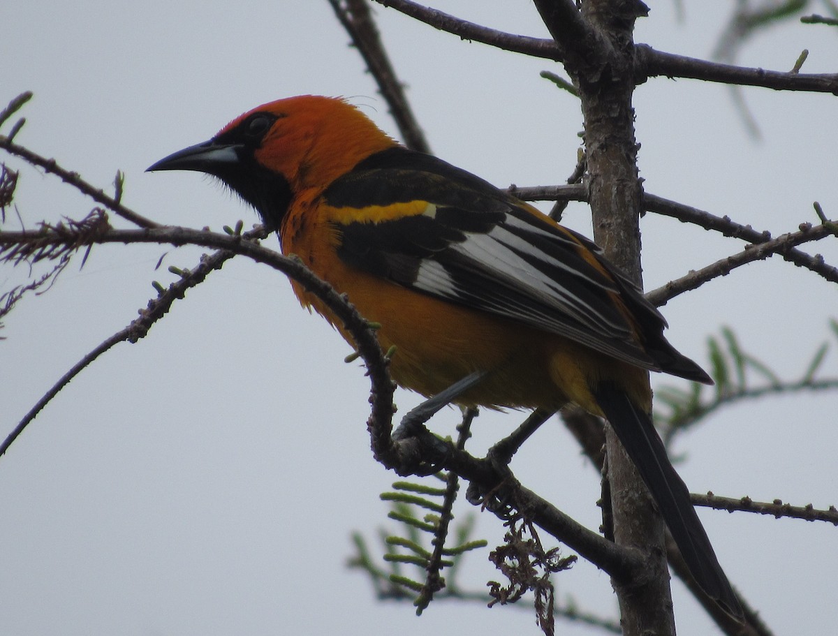 Spot-breasted Oriole - ML615562387