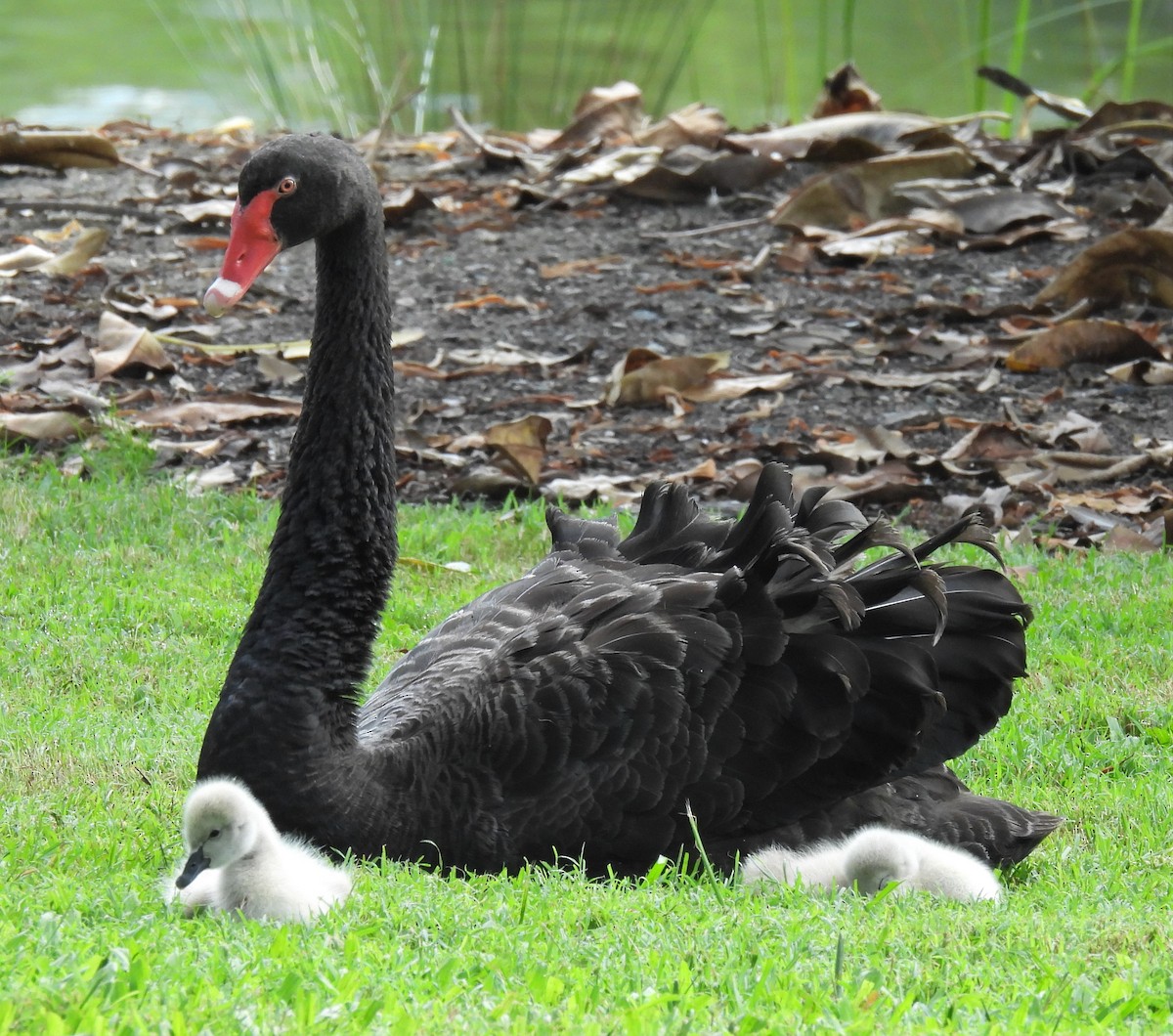 Black Swan - ML615562388