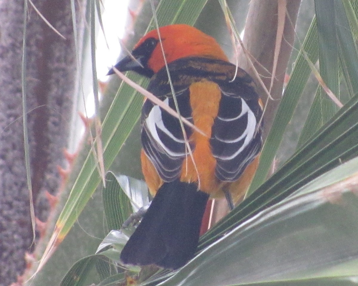 Spot-breasted Oriole - ML615562390