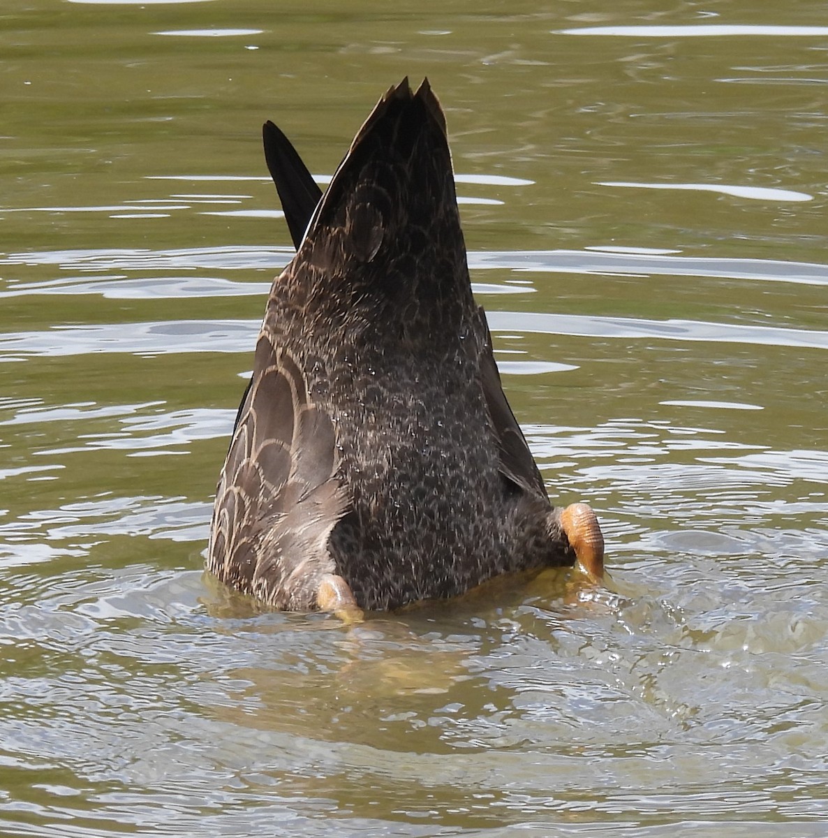 Mallard x Pacific Black Duck (hybrid) - ML615562416