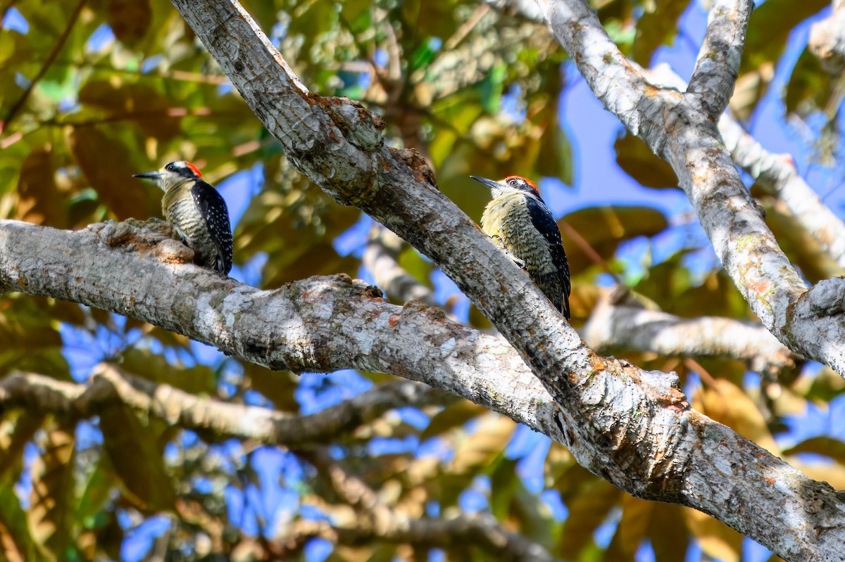 Black-cheeked Woodpecker - ML615562425
