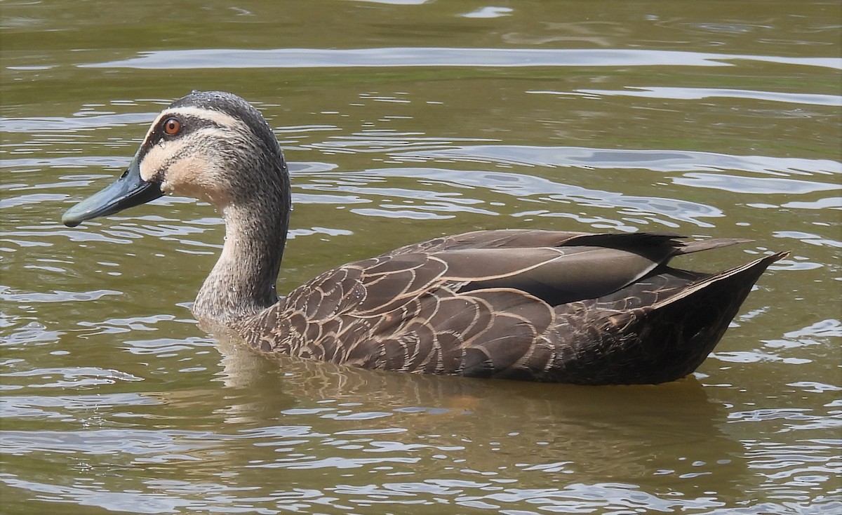 Mallard x Pacific Black Duck (hybrid) - ML615562431