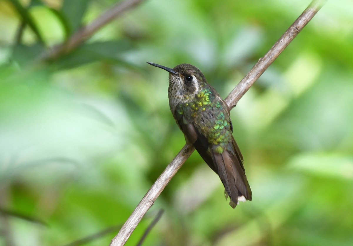 Speckled Hummingbird - Joshua Vandermeulen