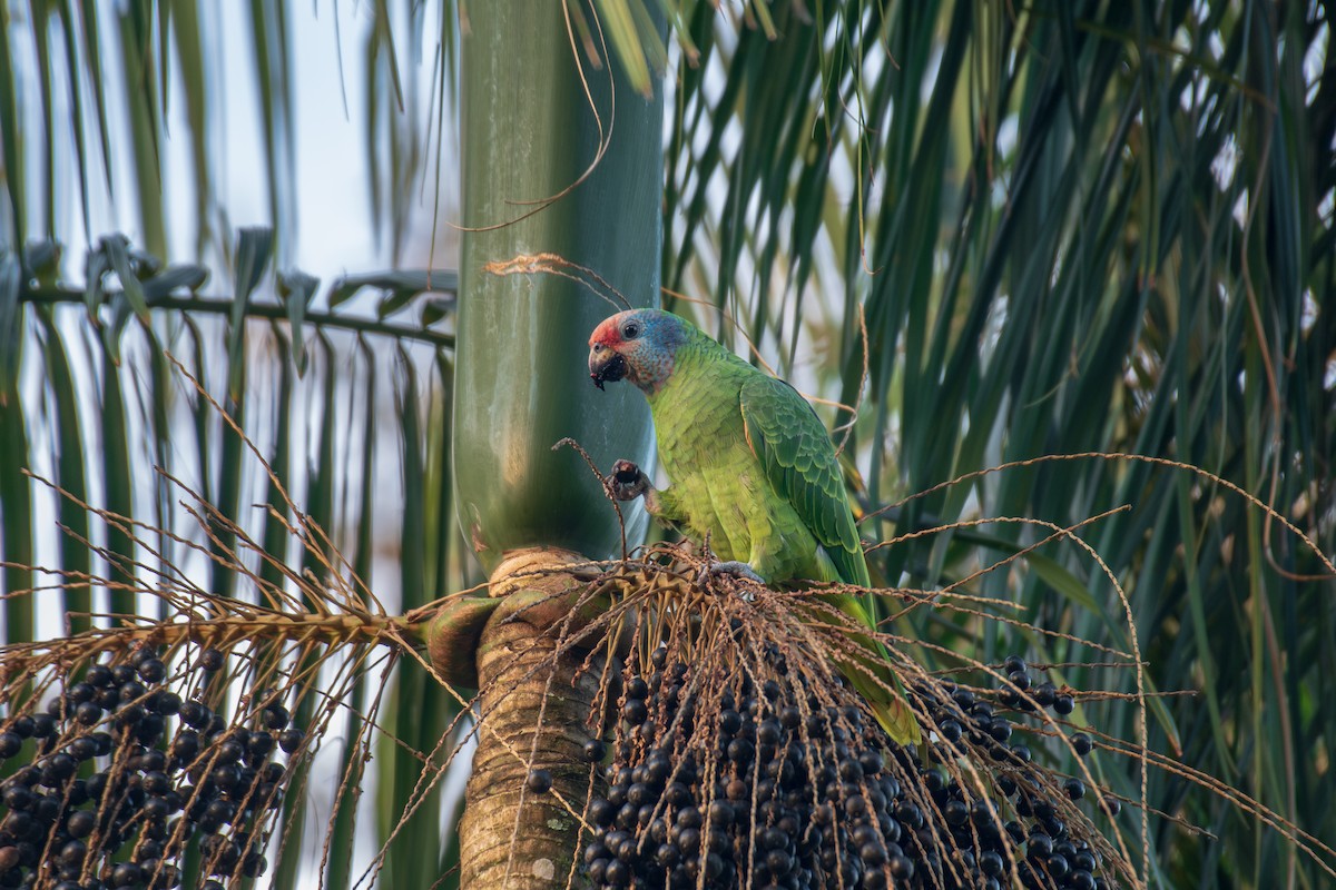 Red-tailed Parrot - ML615562511