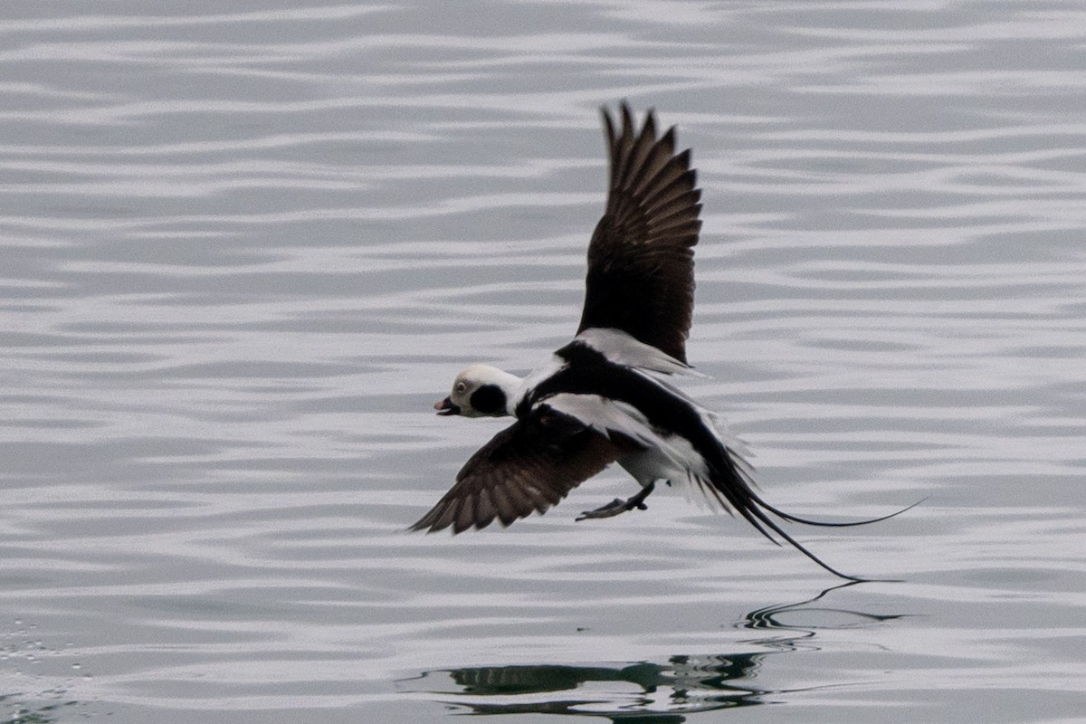 Long-tailed Duck - ML615562596