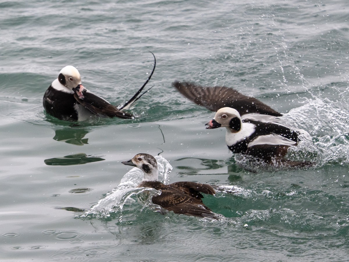 Long-tailed Duck - ML615562602