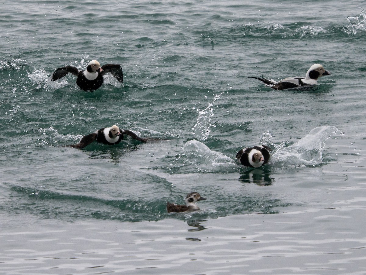 Long-tailed Duck - ML615562603