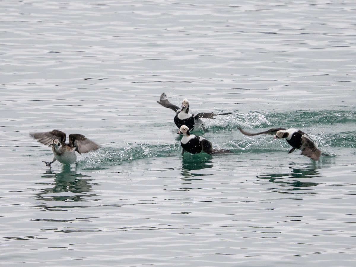 Long-tailed Duck - ML615562604