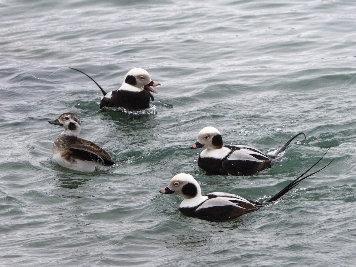 Long-tailed Duck - ML615562606