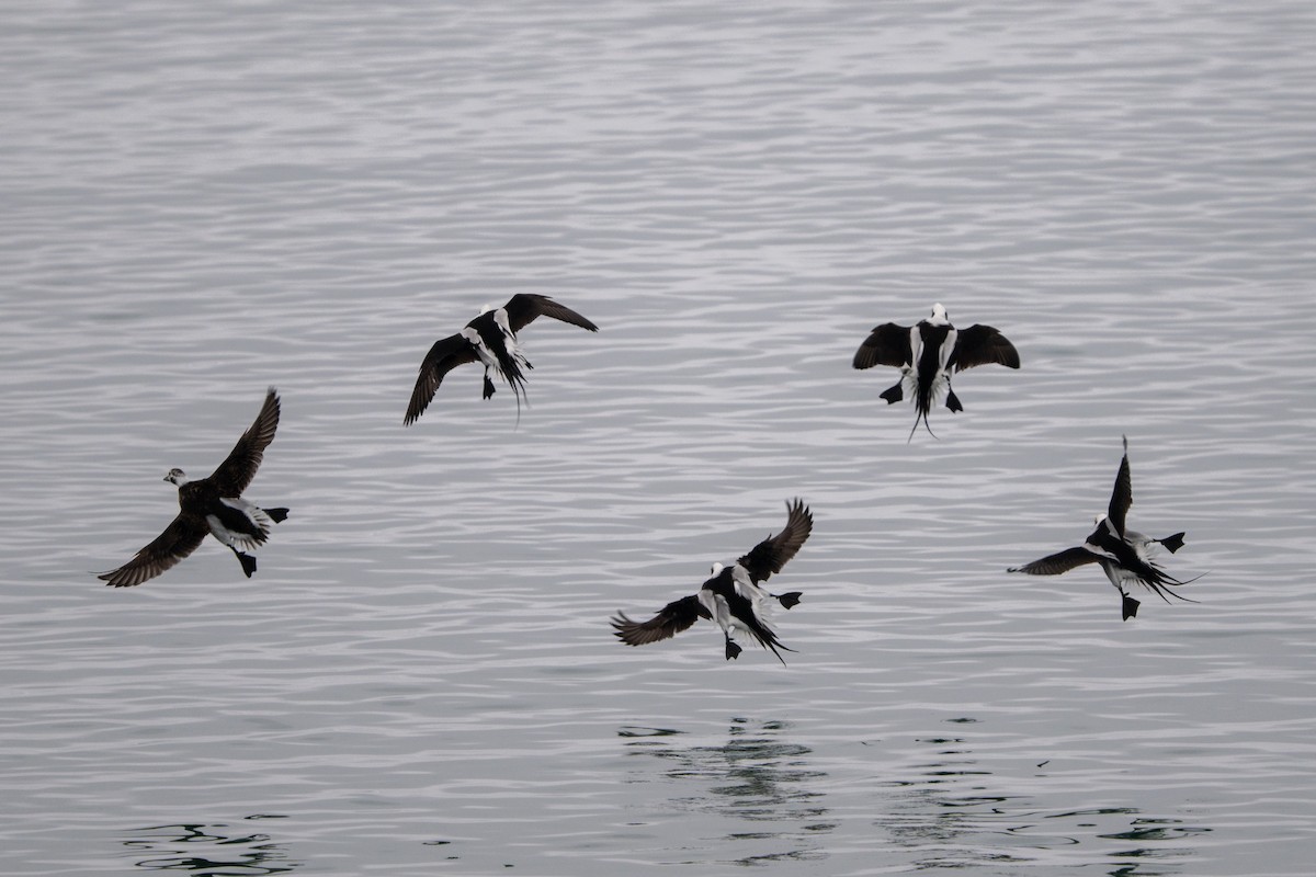 Long-tailed Duck - ML615562607