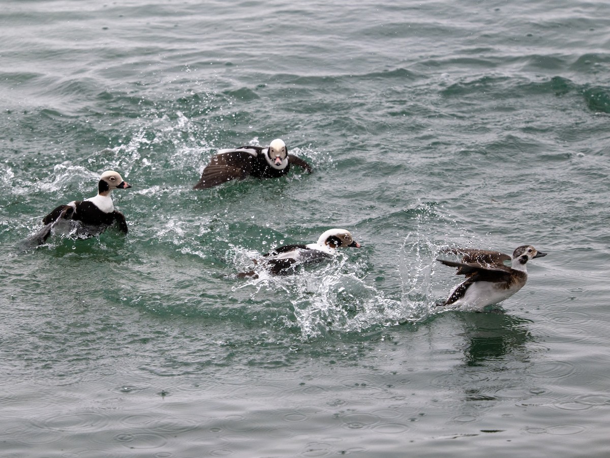 Long-tailed Duck - ML615562608