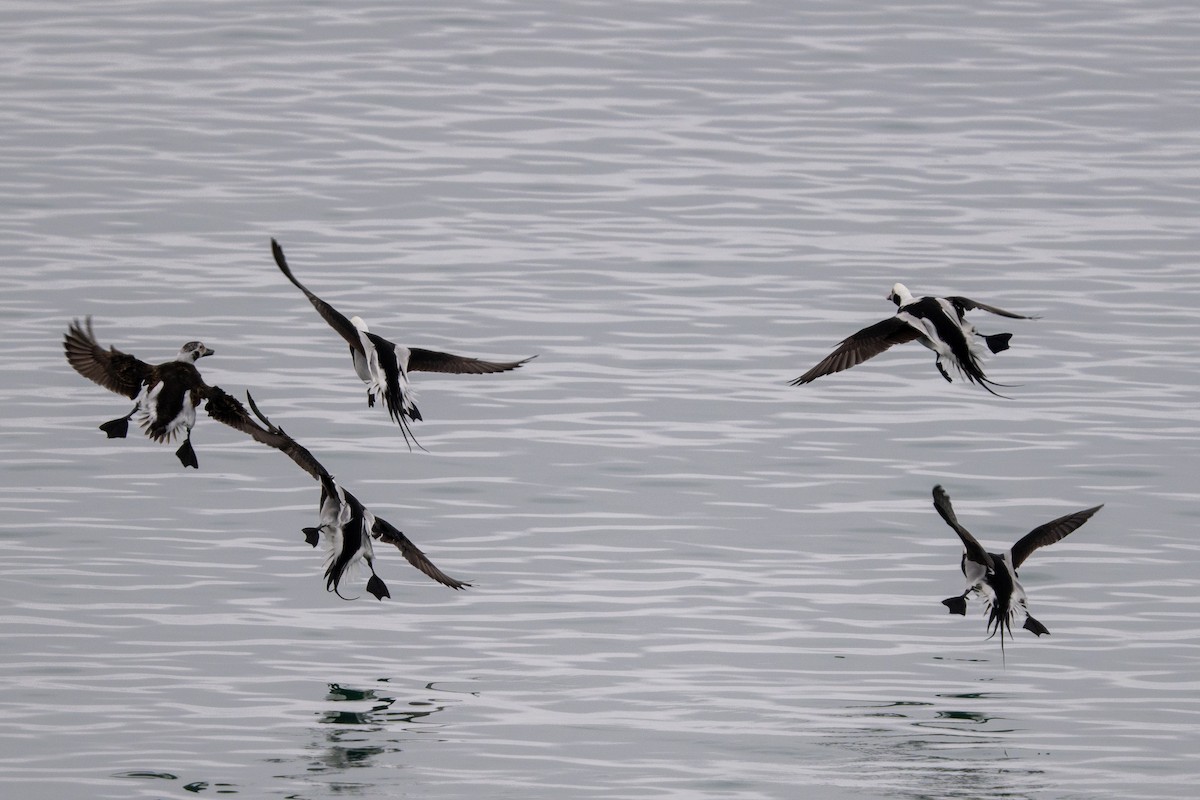 Long-tailed Duck - ML615562609