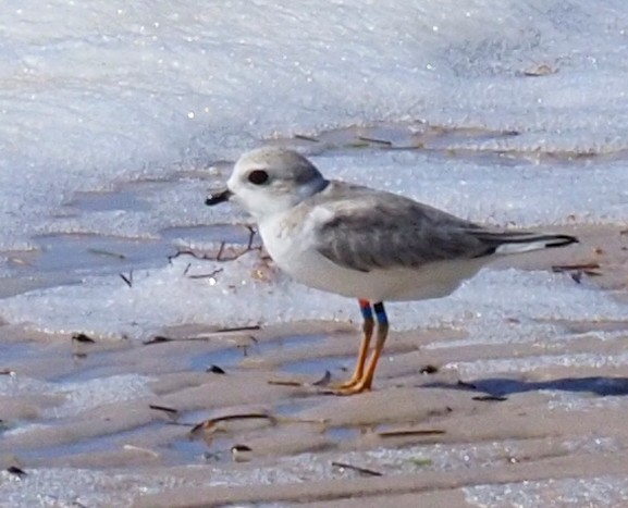 Piping Plover - ML615562616