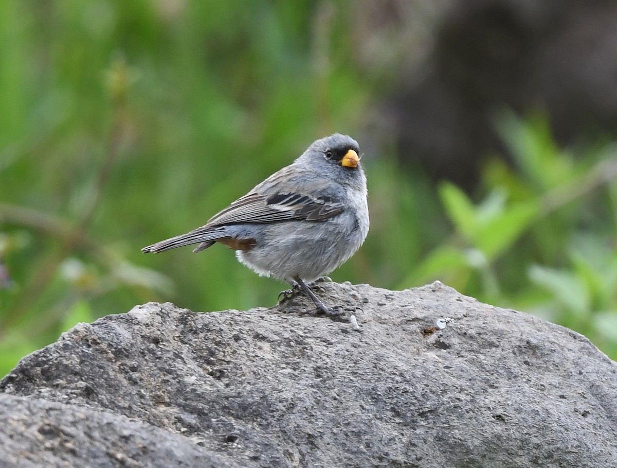 Band-tailed Seedeater - ML615562646