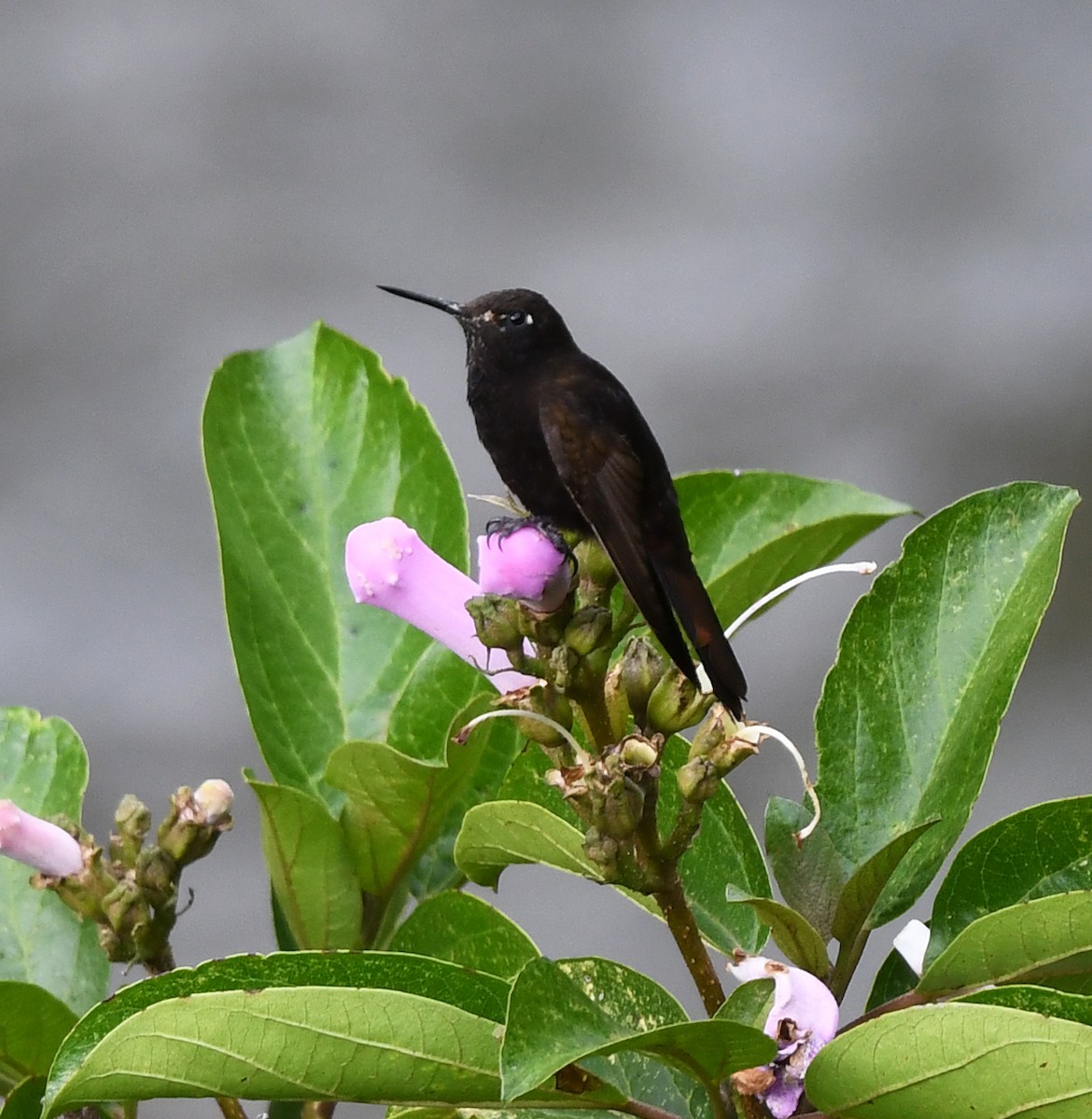 kolibřík mourovatý - ML615562707