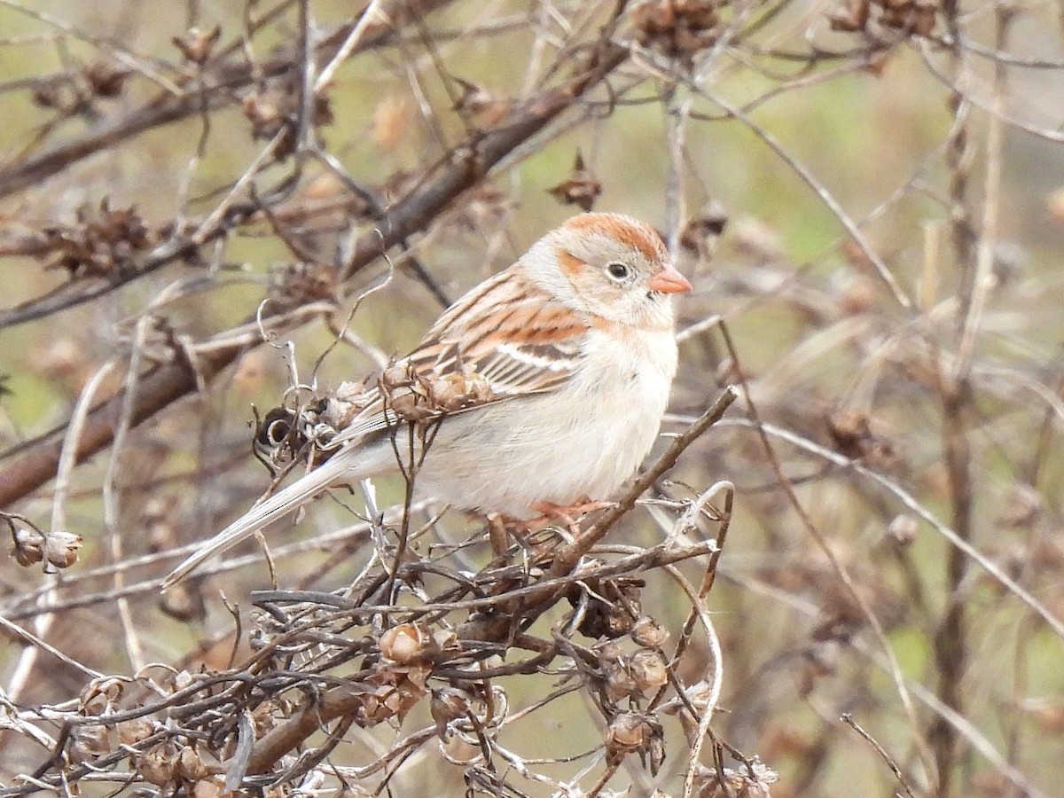 Field Sparrow - ML615562803