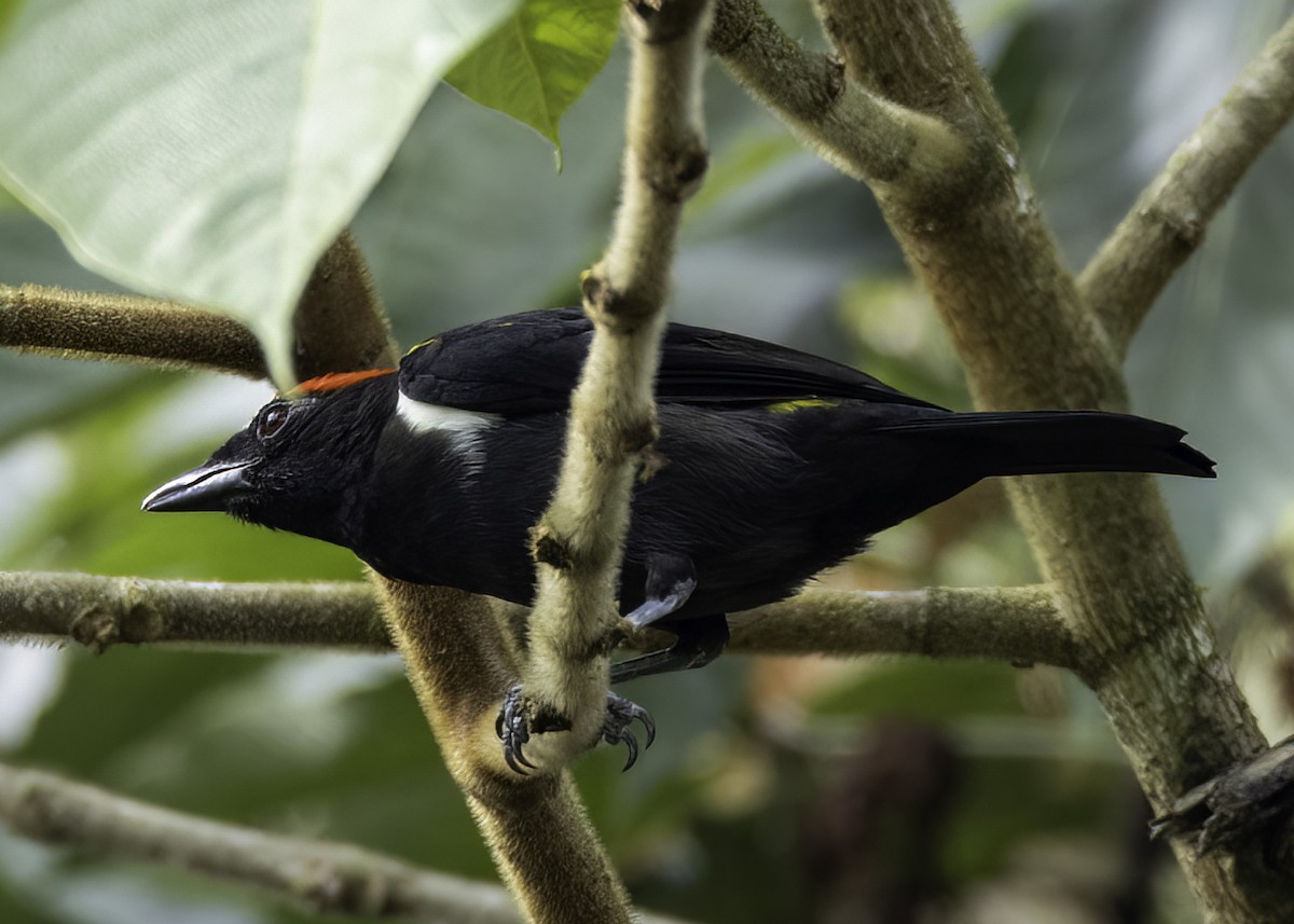 Scarlet-browed Tanager - ML615563245