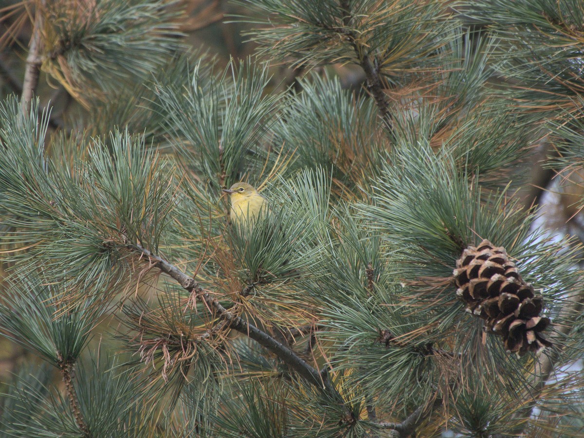 Pine Warbler - ML615563324