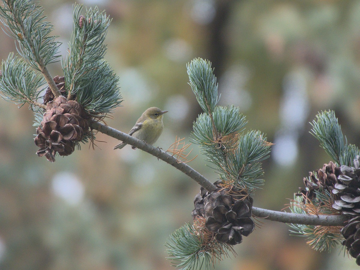 Pine Warbler - ML615563326