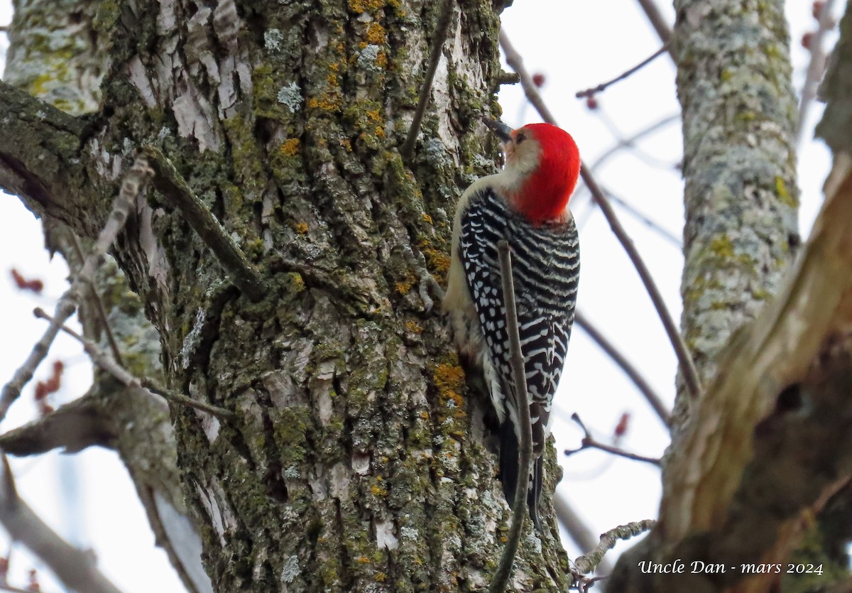 Red-bellied Woodpecker - Daniel Demers 🦉