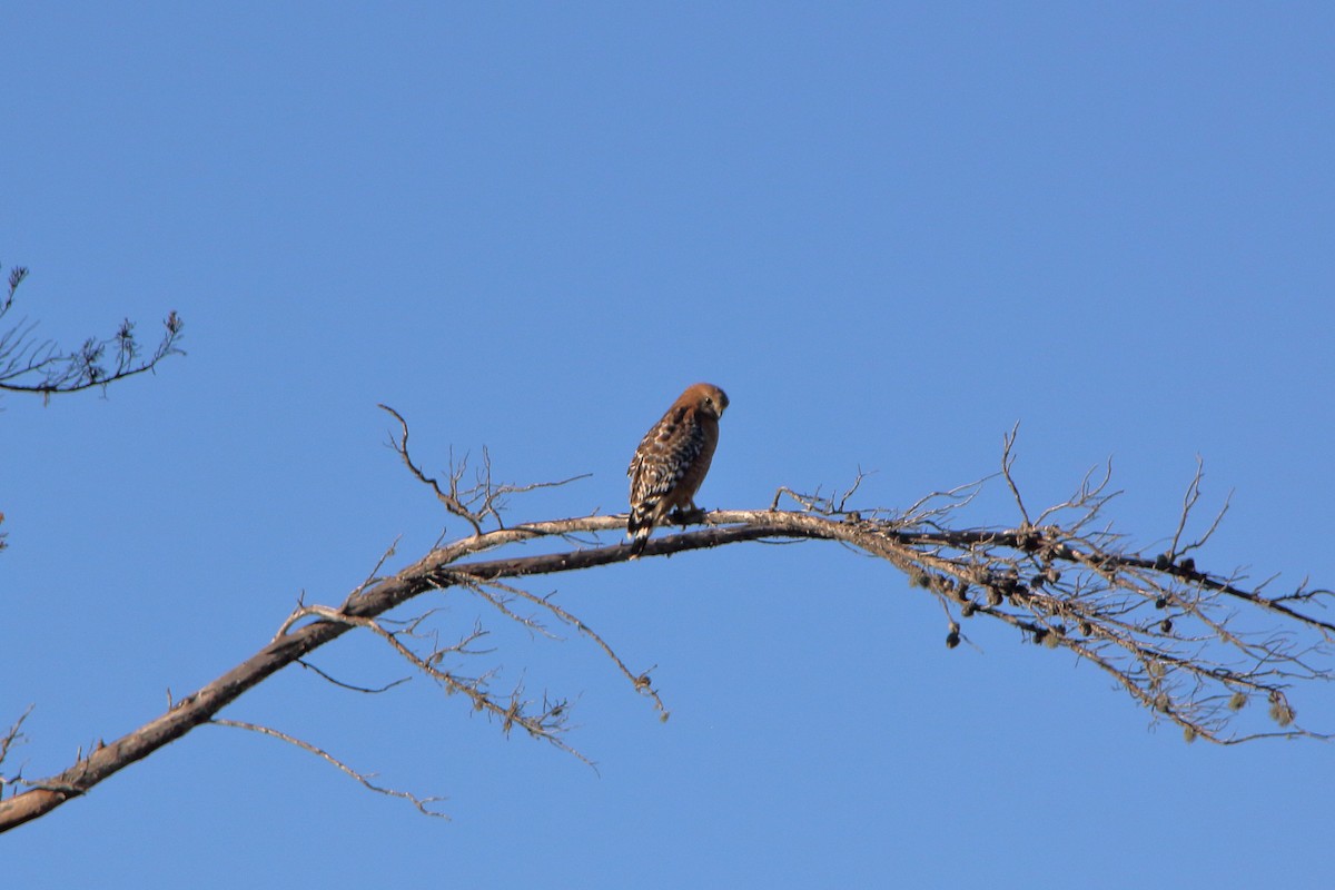 Red-shouldered Hawk - May Martin